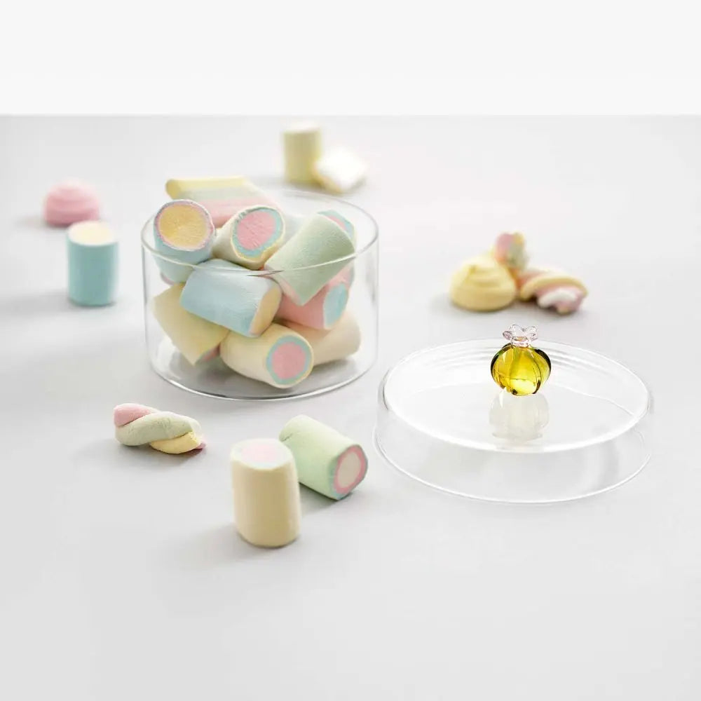 Box Cactus Amber Ichendorf